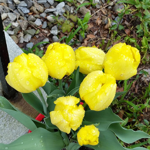 Tulips in the rain
