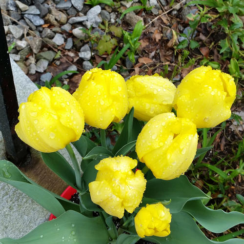 Tulips in the rain #2