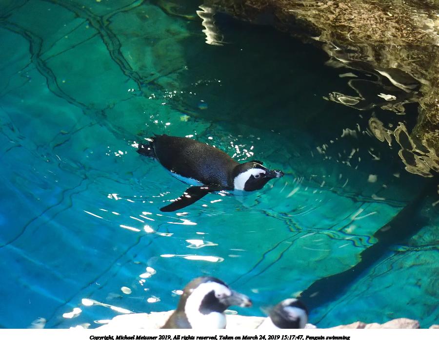 Penguin swimming