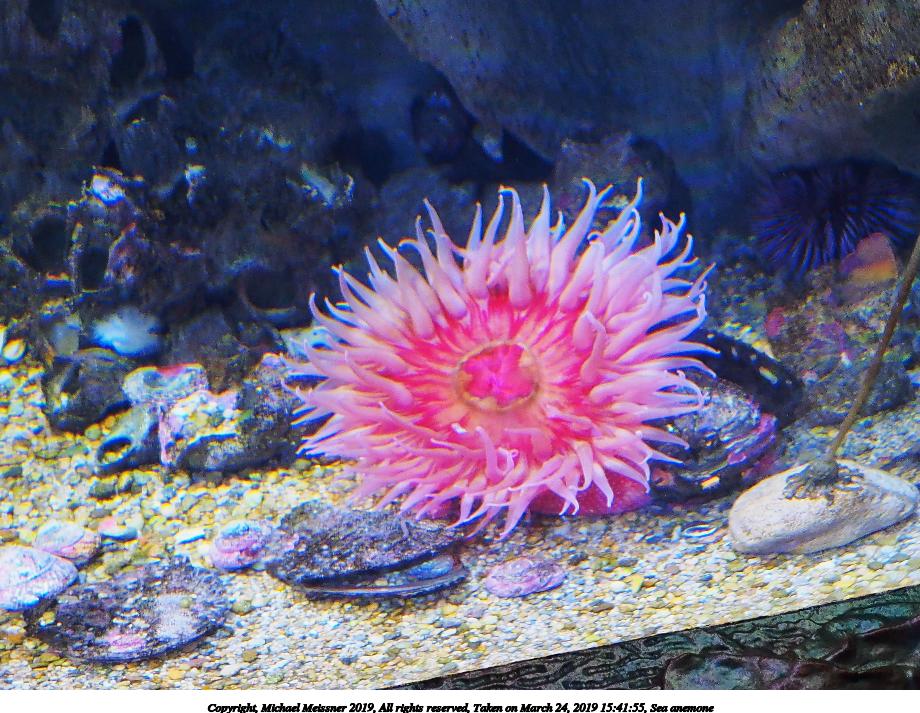 Sea anemone #6
