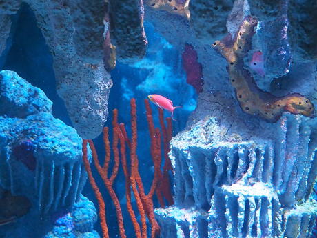 Fish and coral