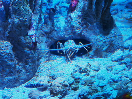 Blue lobster #2