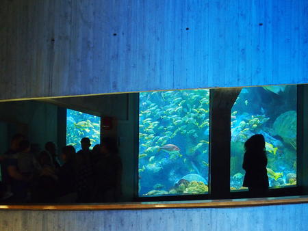 Main aquarium tank