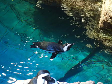 Penguin swimming #2