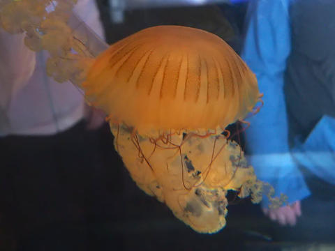 Jellyfish #2