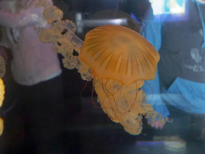 Jellyfish #3