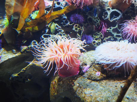 Sea anemone #4
