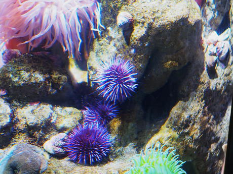 Sea anemone #5