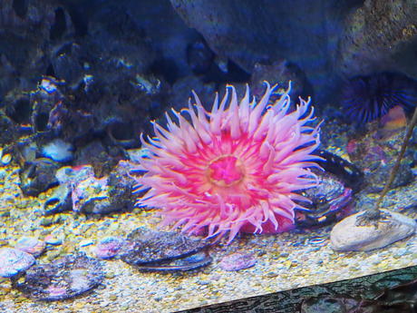 Sea anemone #6