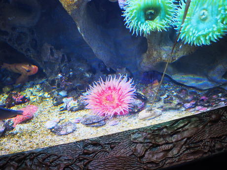 Sea anemone #7