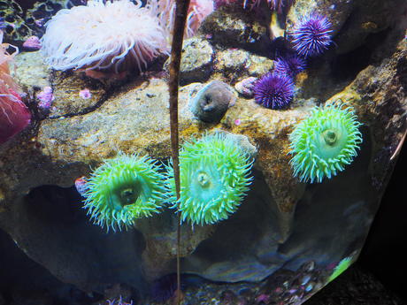 Sea anemone #8