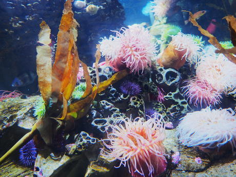 Sea anemone #9