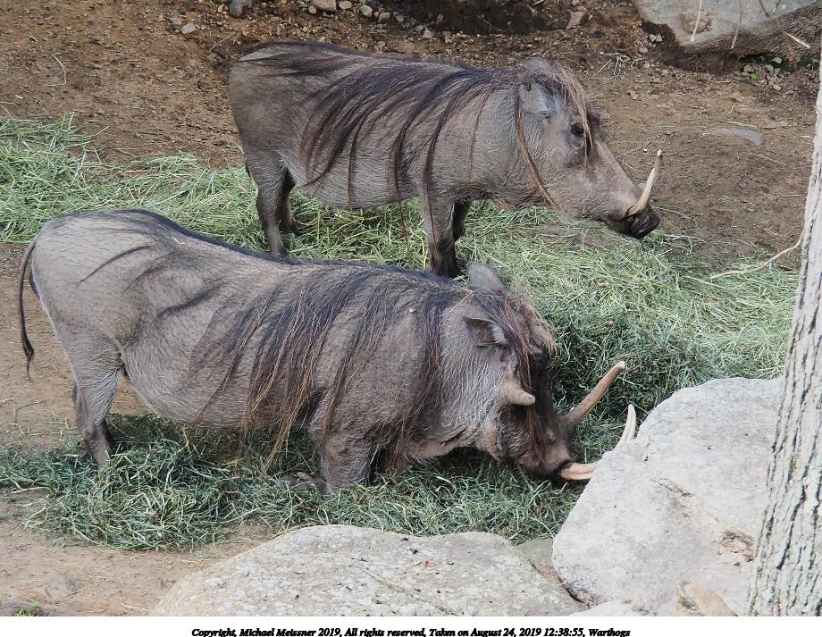 Warthogs #4