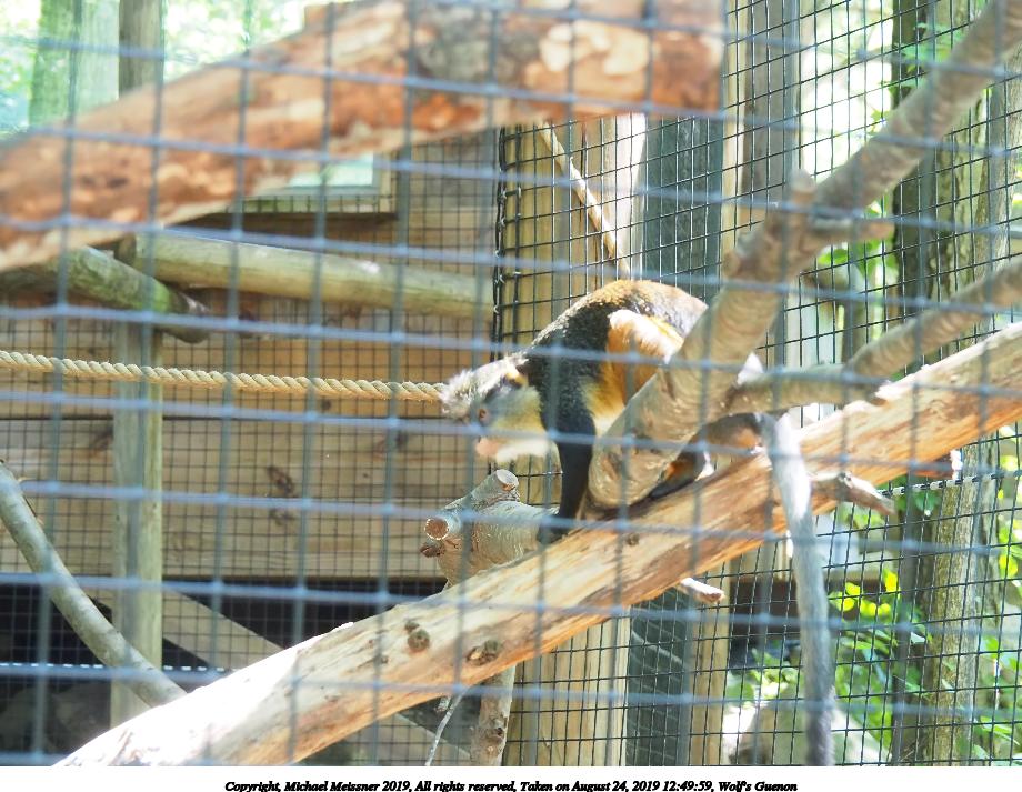 Wolf's Guenon #2