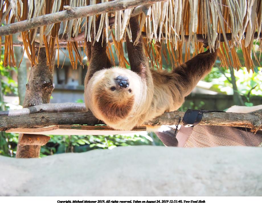 Two-Toed Sloth #4
