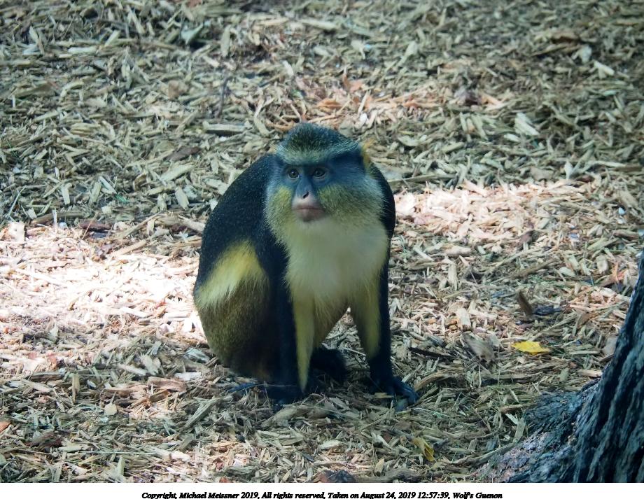 Wolf's Guenon #4