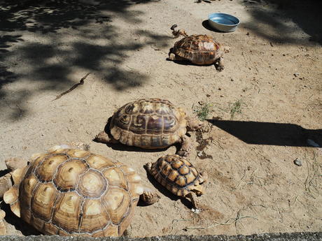 Sulcata Tortoises #2
