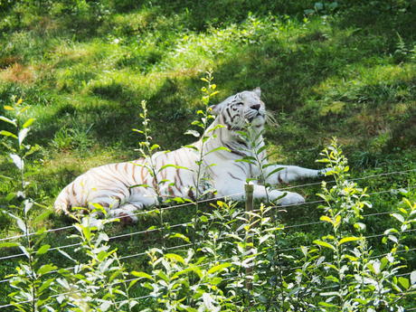 White Tiger #2