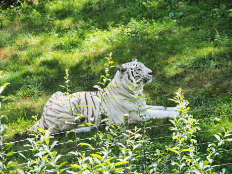 White Tiger #3