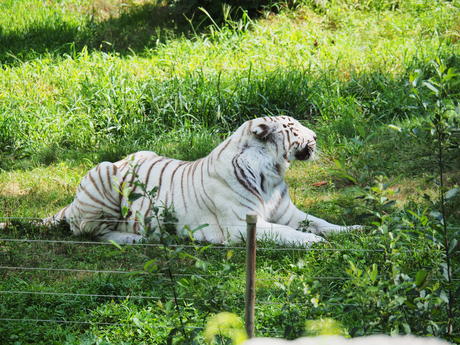 White Tiger #4