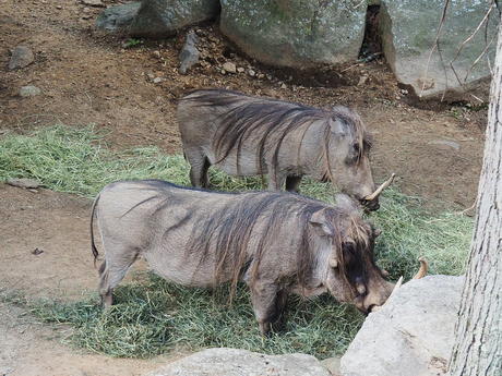 Warthogs #2