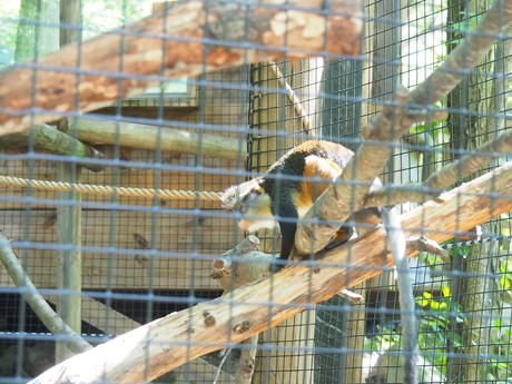 Wolf's Guenon #2