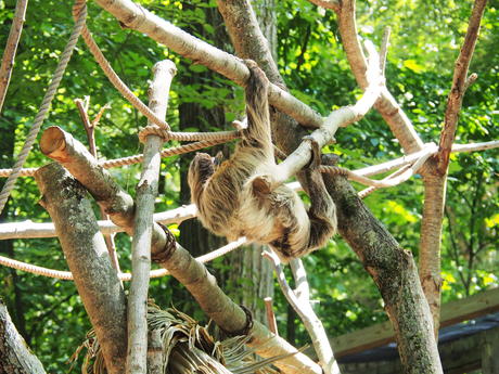 Two-Toed Sloth #2