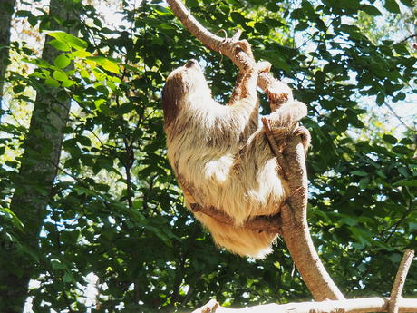 Two-Toed Sloth #3