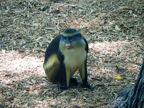 Wolf's Guenon #4