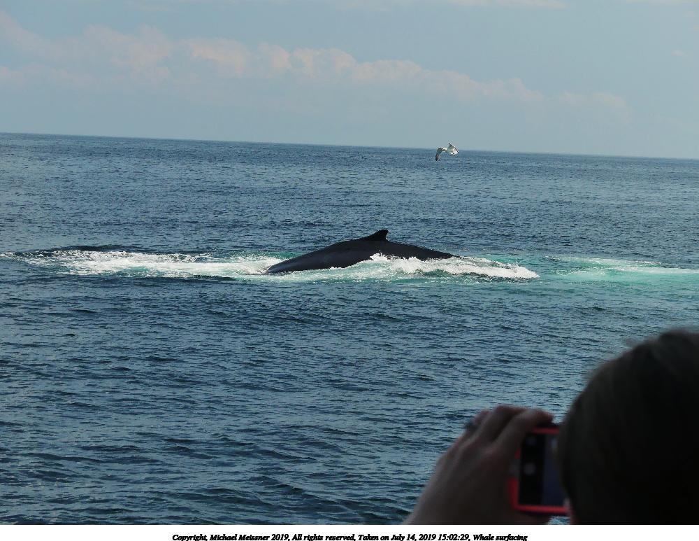 Whale surfacing #2
