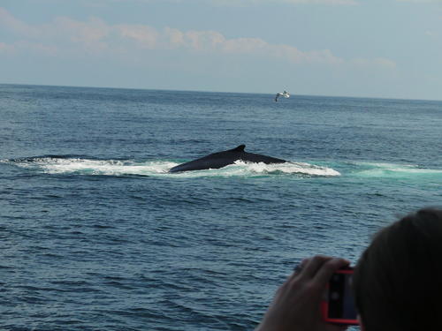 Whale surfacing #2