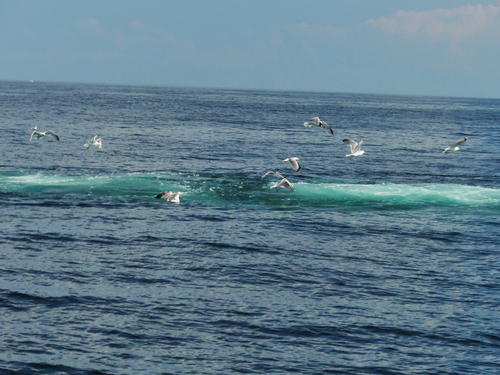 Whale surfacing #3