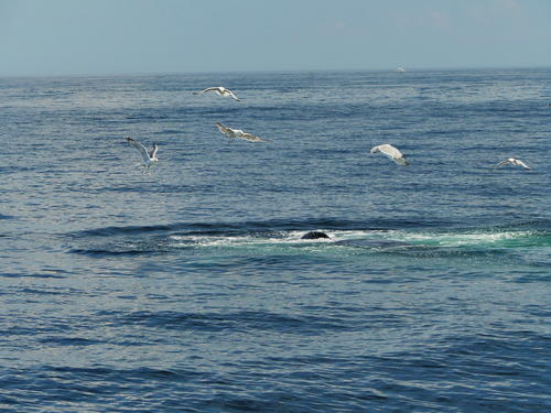 Whale and seagulls #3