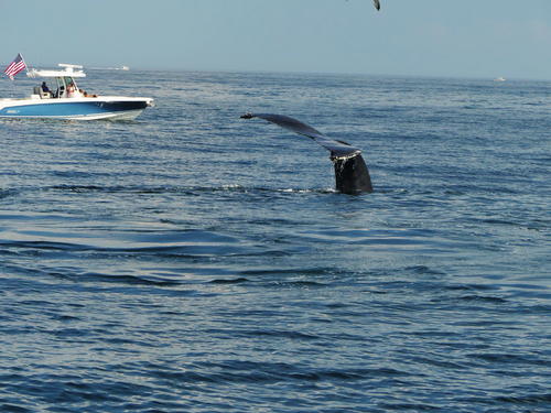 Whale tail #6