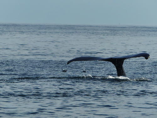 Whale tail #8