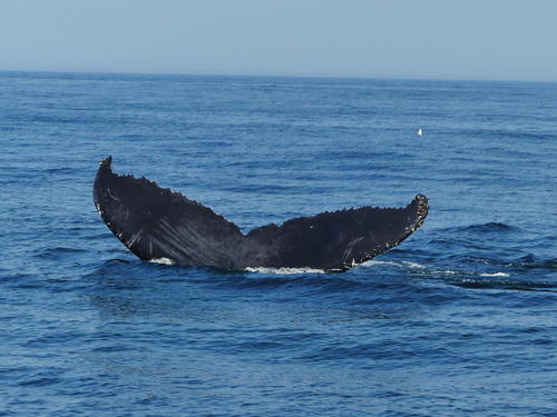 Whale tail #12
