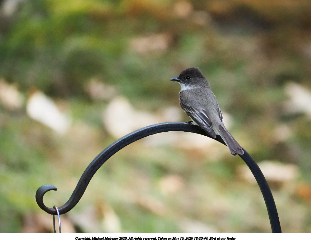 Bird at our feeder #3