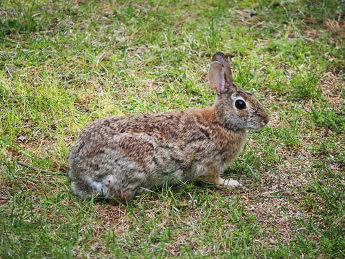 Rabbit #3