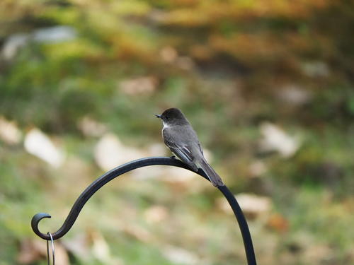 Bird at our feeder #4