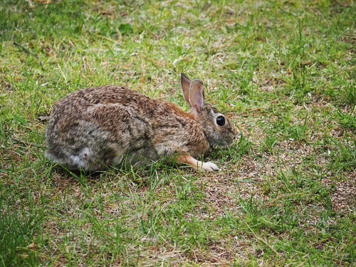 Rabbit #4