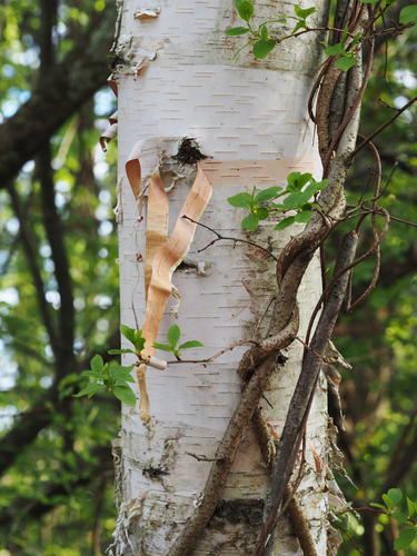 Birch bark strip