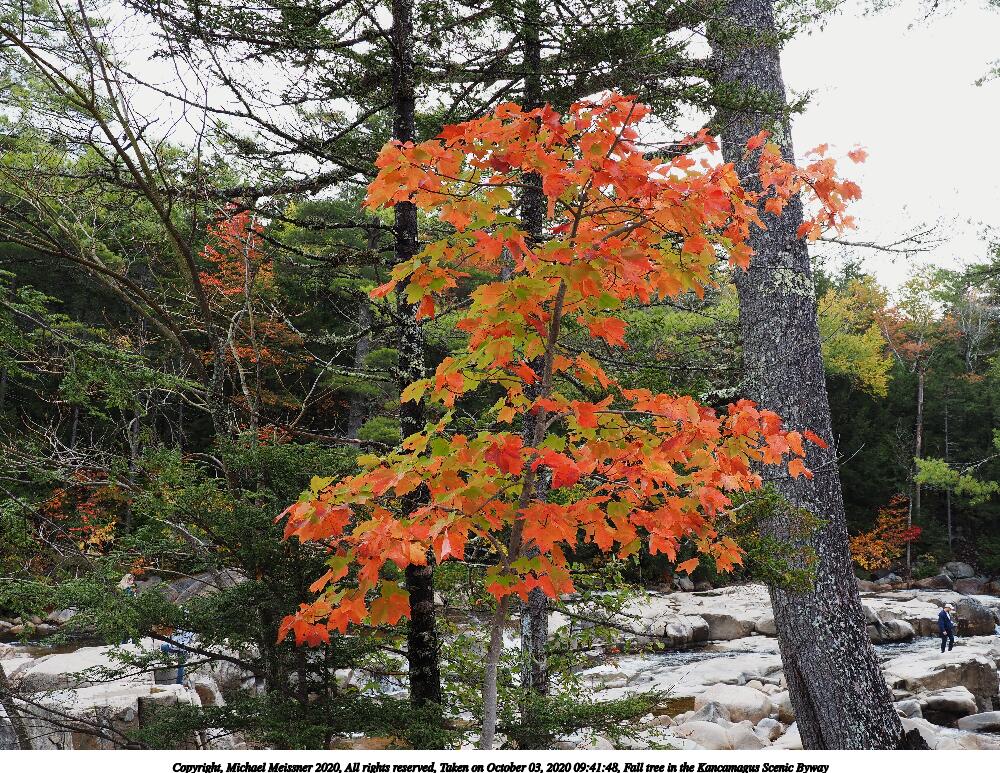 Fall tree in the Kancamagus Scenic Byway
