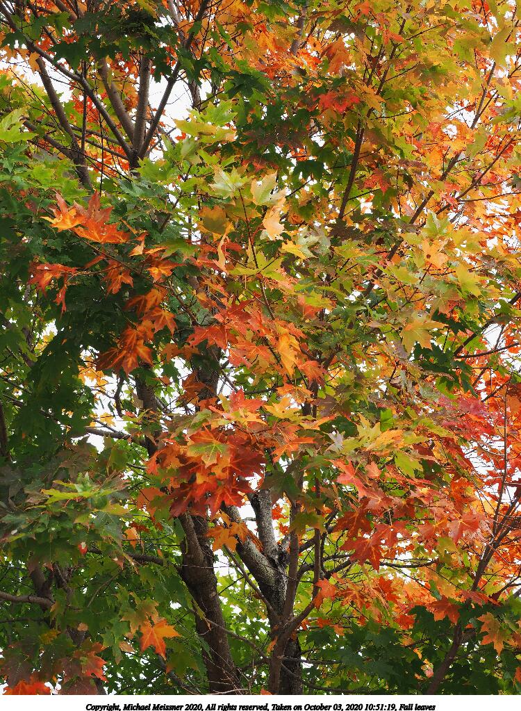 Fall leaves #8