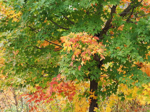 Fall leaves #10