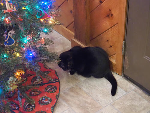Nightwind and the Christmas tree