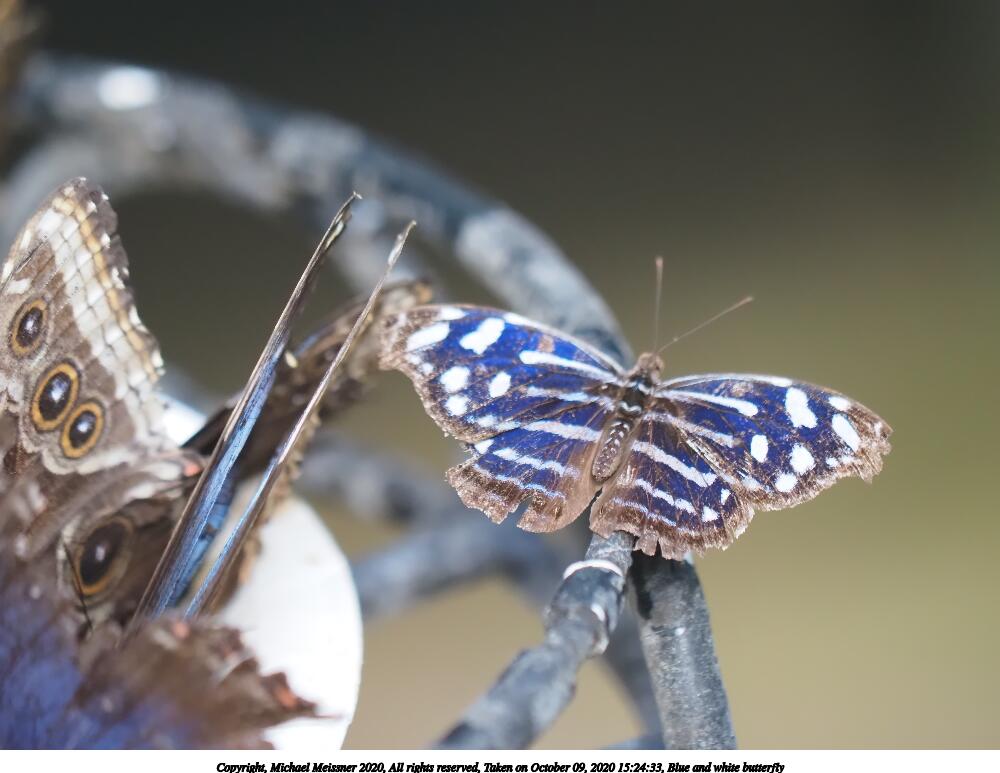 Blue and white butterfly