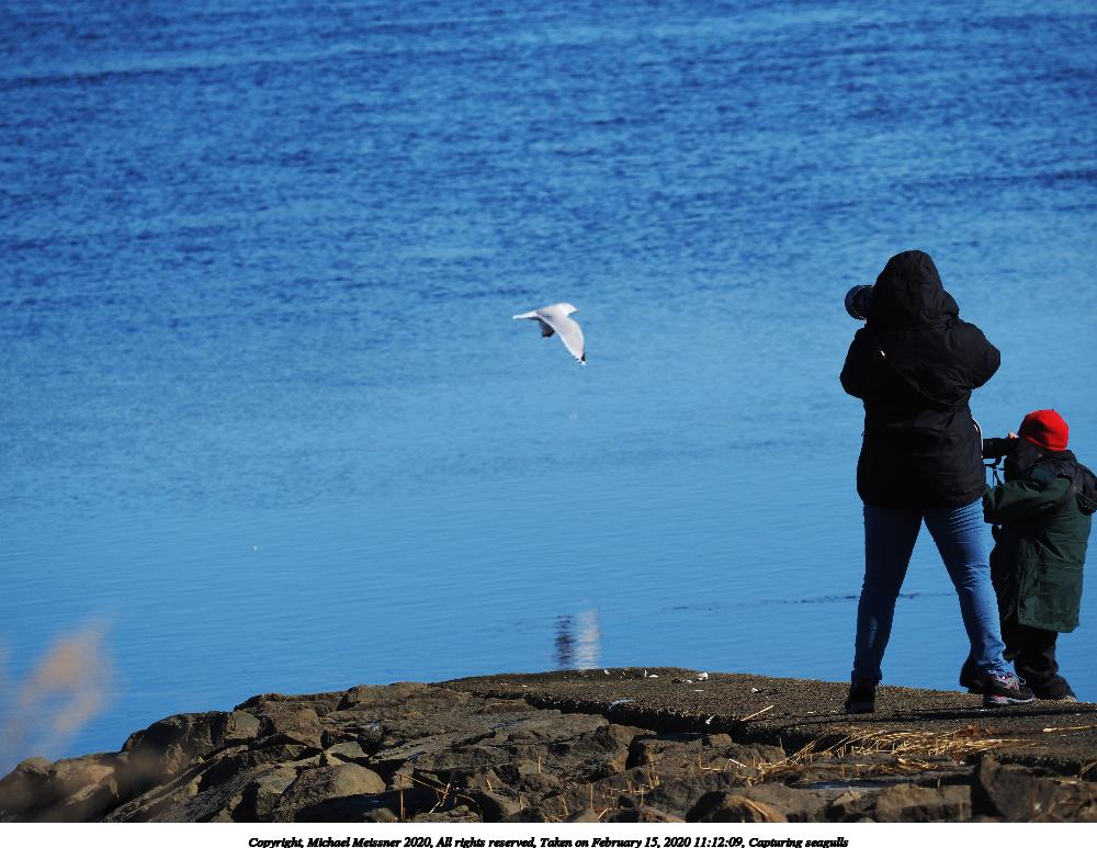Capturing seagulls