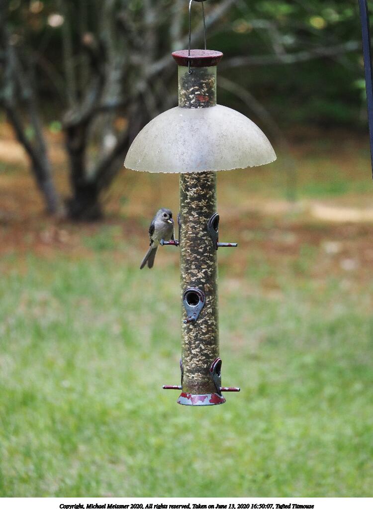 Tufted Titmouse #3