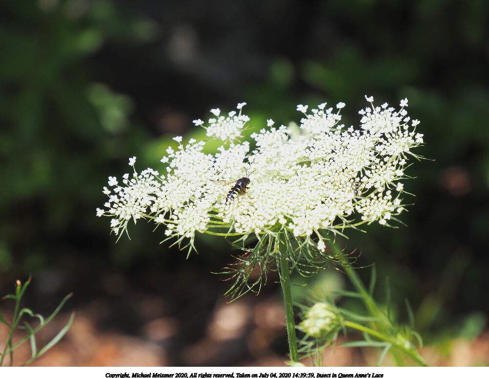 Insect in Queen Anne's Lace