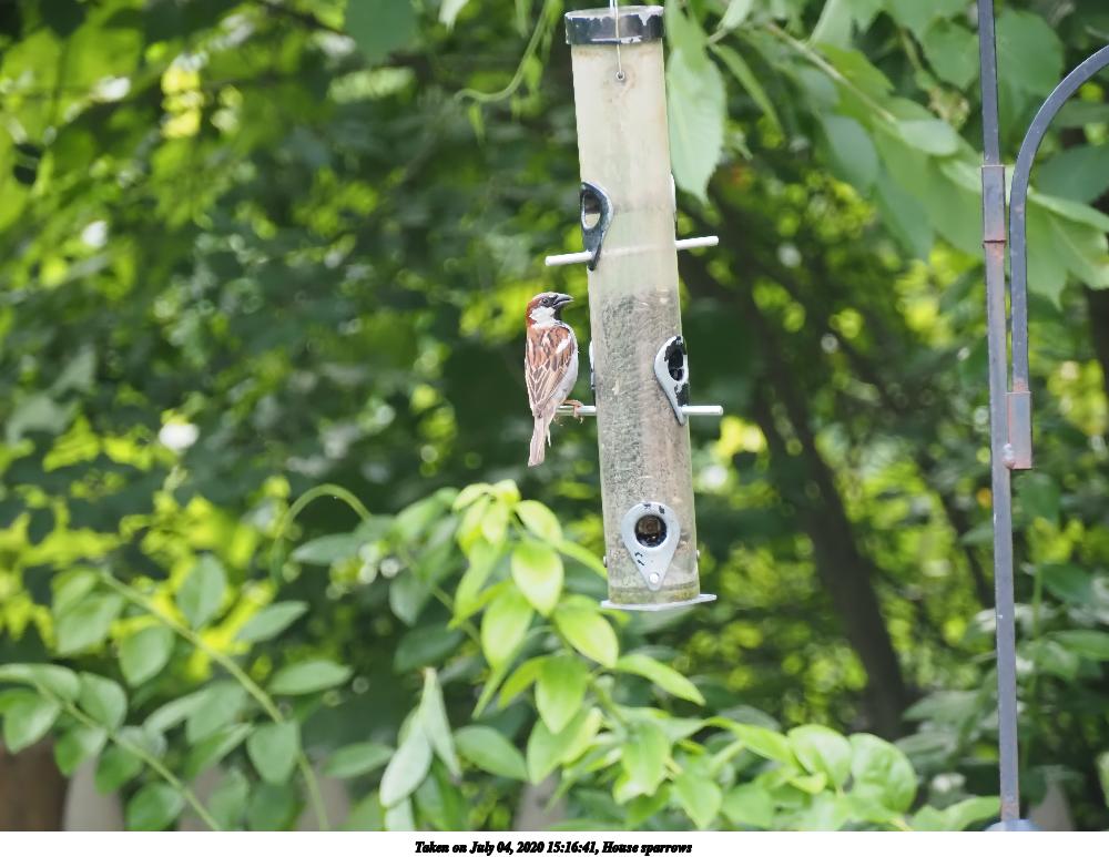House sparrows #3